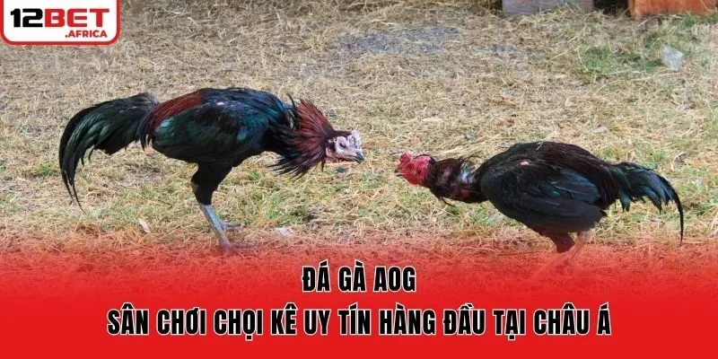 Đá Gà AOG - Sân Chơi Chọi Kê Uy Tín Hàng Đầu Tại Châu Á