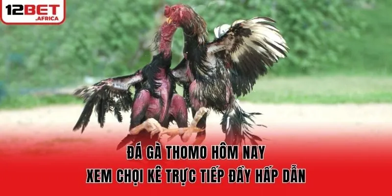 Đá Gà Thomo Hôm Nay – Xem Chọi Kê Trực Tiếp Đầy Hấp Dẫn