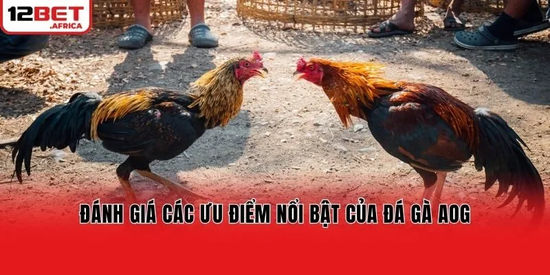 Đánh giá các ưu điểm nổi bật của đá gà AOG