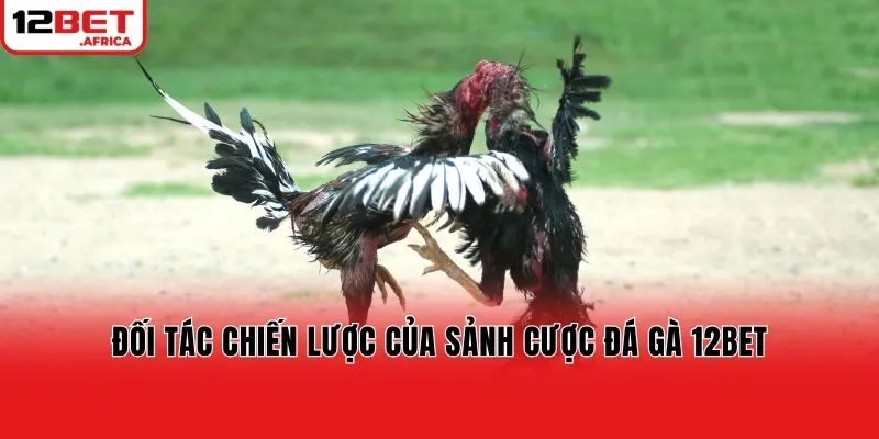 Đối tác chiến lược của sảnh cược đá gà 12bet