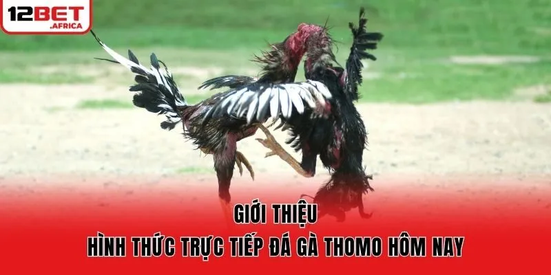 Giới thiệu hình thức trực tiếp đá gà Thomo hôm nay
