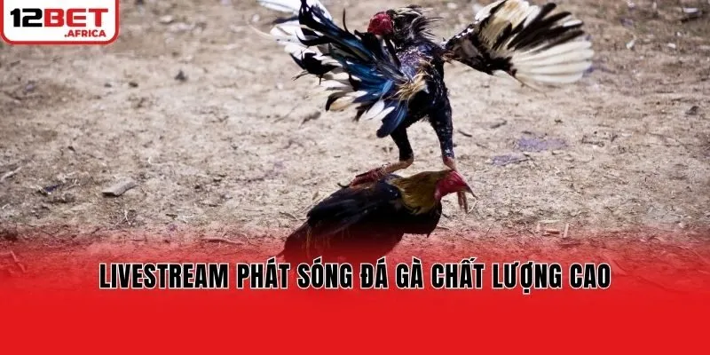 Livestream phát sóng đá gà chất lượng cao
